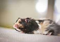 a small hamster is laying on the floor