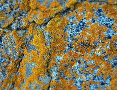 closeup of blue and yellow lichen on rock surface with cracks in the middle