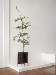 a potted plant sitting on top of a white shelf next to a wooden floor