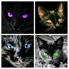 four different pictures of cats with glowing blue and green eyes, including one black cat