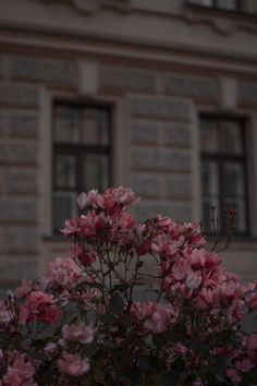 some pink flowers in front of a building