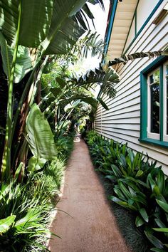 a pathway between two buildings with plants growing on each side