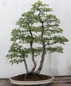 a bonsai tree in a white pot on a wooden table