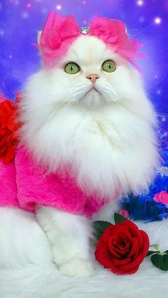 a white cat with green eyes wearing a pink sweater and red roses in front of a purple background