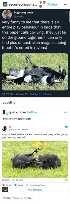 two dogs laying in the grass on twitter