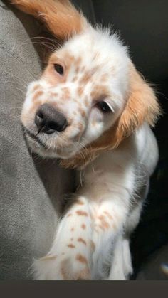 a brown and white dog laying on top of a couch next to a persons hand