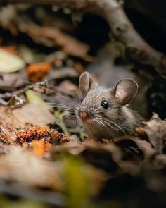 a small mouse sitting on the ground among leaves and twigs, looking at the camera