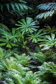 some very pretty green plants in the woods