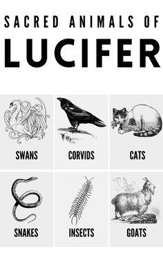 the sacred animals of lucifer are shown in black and white, with an image of