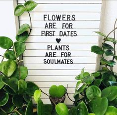 there is a sign that says flowers are for first dates plants are for soulmates