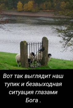 two sheep standing next to each other in front of a lake with trees and grass