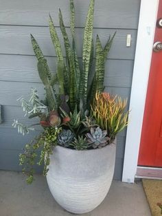 a large potted plant sitting on top of a cement floor next to a red door