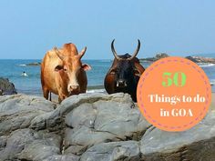 there are two cows standing on the rocks by the water with text overlay that reads 50 things to do in goa