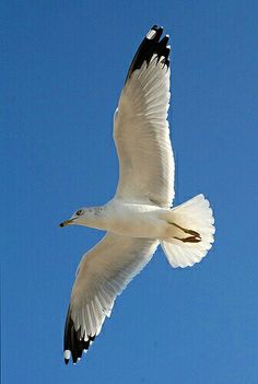 a large white bird flying through a blue sky