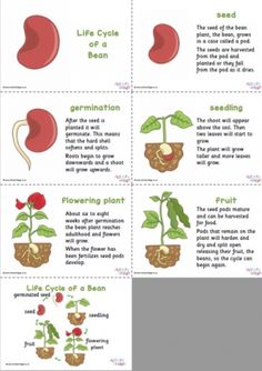 the life cycle of a bean plant is shown in this diagram, with instructions on how to grow it