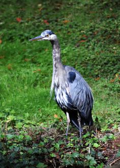 a large bird standing on top of a lush green field