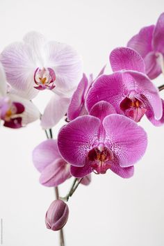 purple and white orchids in a vase on a light background by jodi lenski for stocksy photography