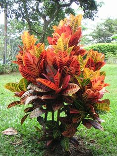 a potted plant with red and green leaves in the middle of it's soil