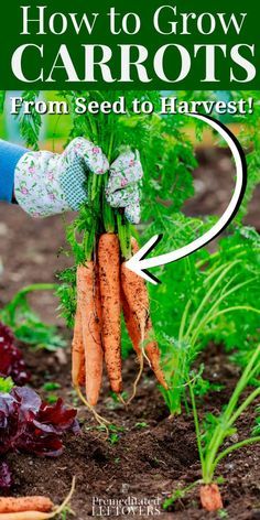 how to grow carrots from seed to harvest with the help of an expert gardener