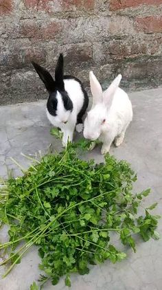 two rabbits are eating green leaves on the ground next to a brick wall, one is black and white