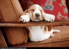 a puppy sitting on top of a wooden table next to a red and white sign