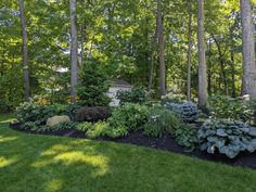 a lush green yard with lots of trees and plants in the foreground, surrounded by black mulch