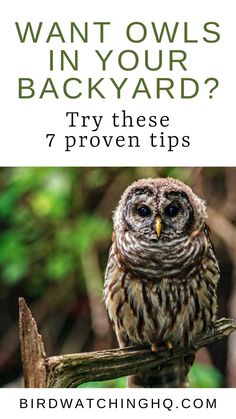 an owl sitting on top of a tree branch with the words, want owls in your backyard? try these 7 proven tips