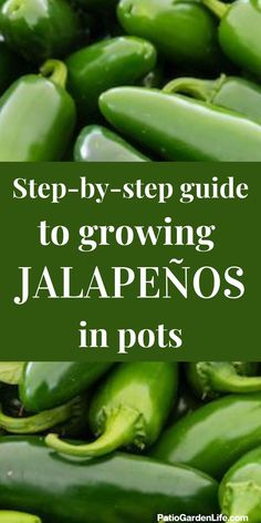 pile of green jalapeno pods with overlay text step-by-step guide to growing jalapeños in pots Jalapeno Seeds Planting, Jalapeno Plants Growing, Jalapeno Plants In Pots, How To Grow Peppers, Jalapeno Garden, Growing Peppers In Pots, Peppers In Pots