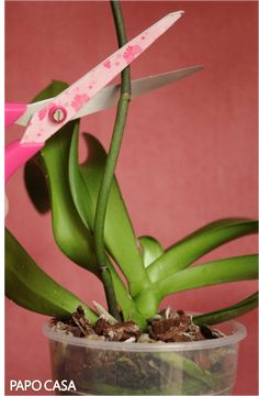 a pink pair of scissors sitting on top of a green plant in a plastic container