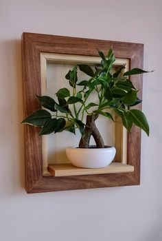 a potted plant in a white bowl on a wooden shelf next to a wall