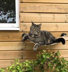 a cat laying on top of a cardboard box in front of a wooden wall next to a window