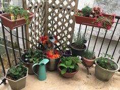 several potted plants and watering cans on a balcony