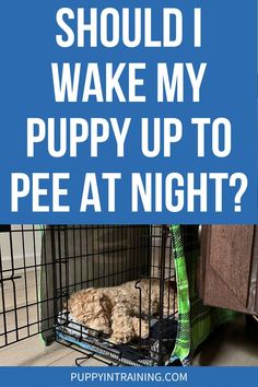 a dog in a cage with the words should i make my puppy up to pee at night?