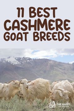 goats grazing in the mountains with text overlay that reads, 11 best cashmere goat breeds