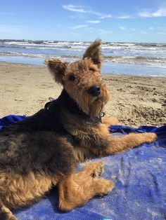 a brown dog laying on top of a blue blanket next to the ocean and beach