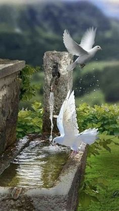 two white birds flying over a water fountain