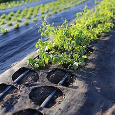 rows of green plants growing in the ground