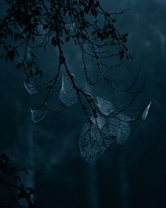 some leaves hanging from a tree in the dark