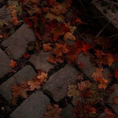 an umbrella and some leaves on the ground