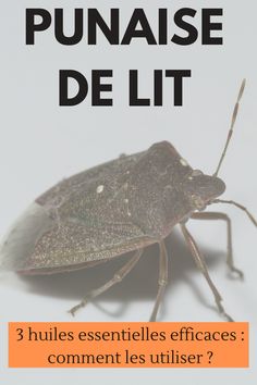 a close up of a bug on a white background with the caption's title