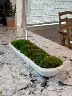 moss in a white bowl on a marble counter top with two wooden chairs behind it