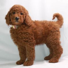 a brown dog standing on top of a white background