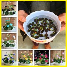 there are many different pictures of flowers in a bowl with water and leaves on the bottom