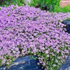 purple flowers growing on the side of a wooden fence