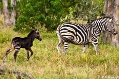 a zebra and its baby are walking through the grass in front of some tall trees