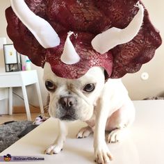 a small white dog wearing a red and white flower headpiece on top of it's head