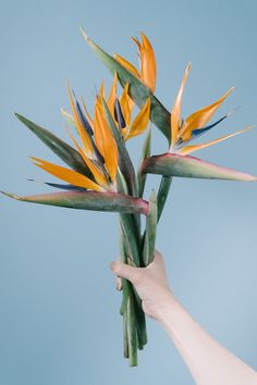 a hand holding up a bunch of yellow and green flowers against a blue sky background