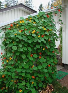 a large green plant with yellow and red flowers growing on it's side next to a house