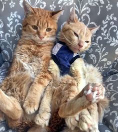 two cats sitting on top of a couch next to each other with their paws in the air