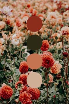 a field full of red and white flowers with circles hanging from the top of them